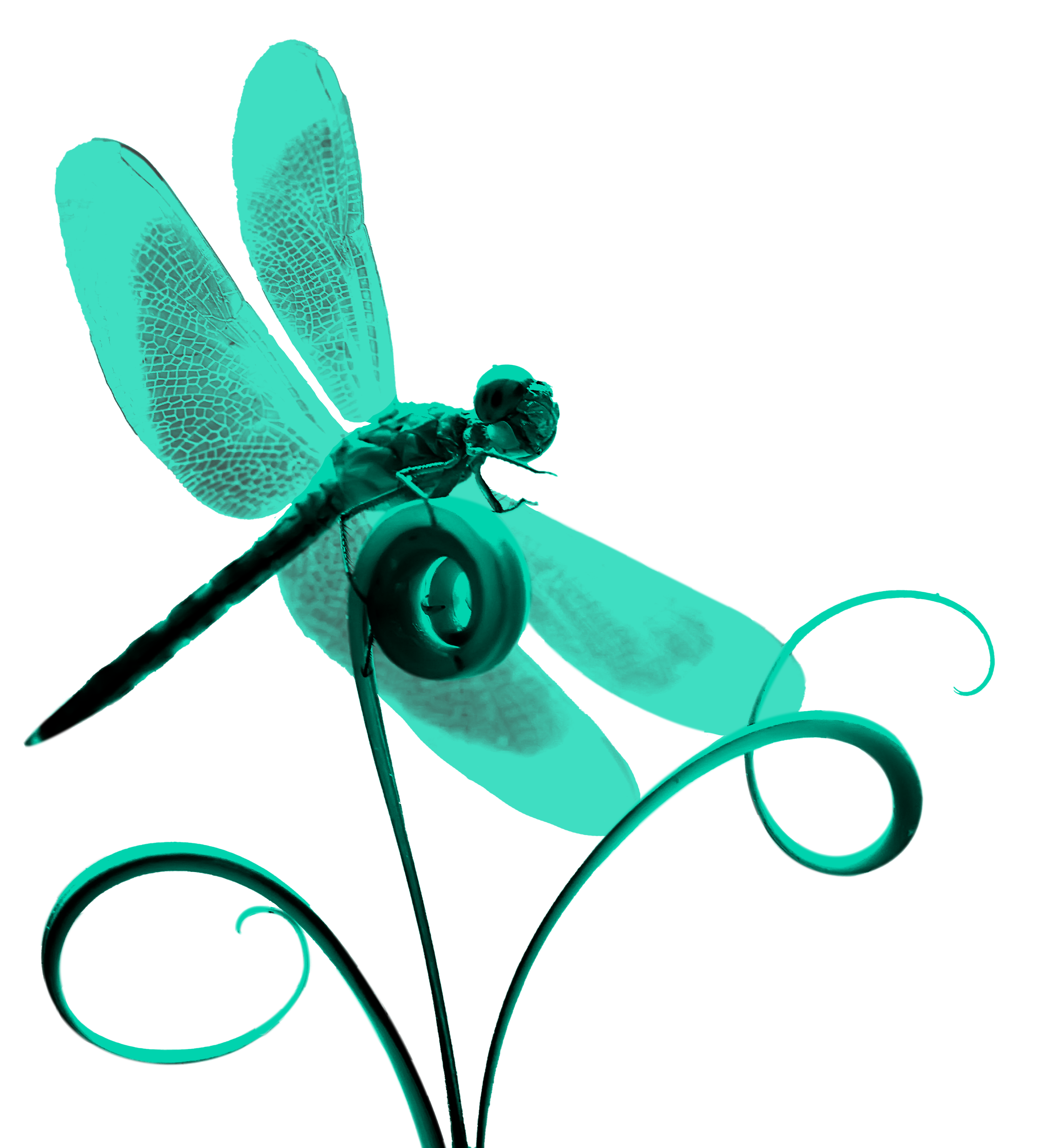 dragonfly