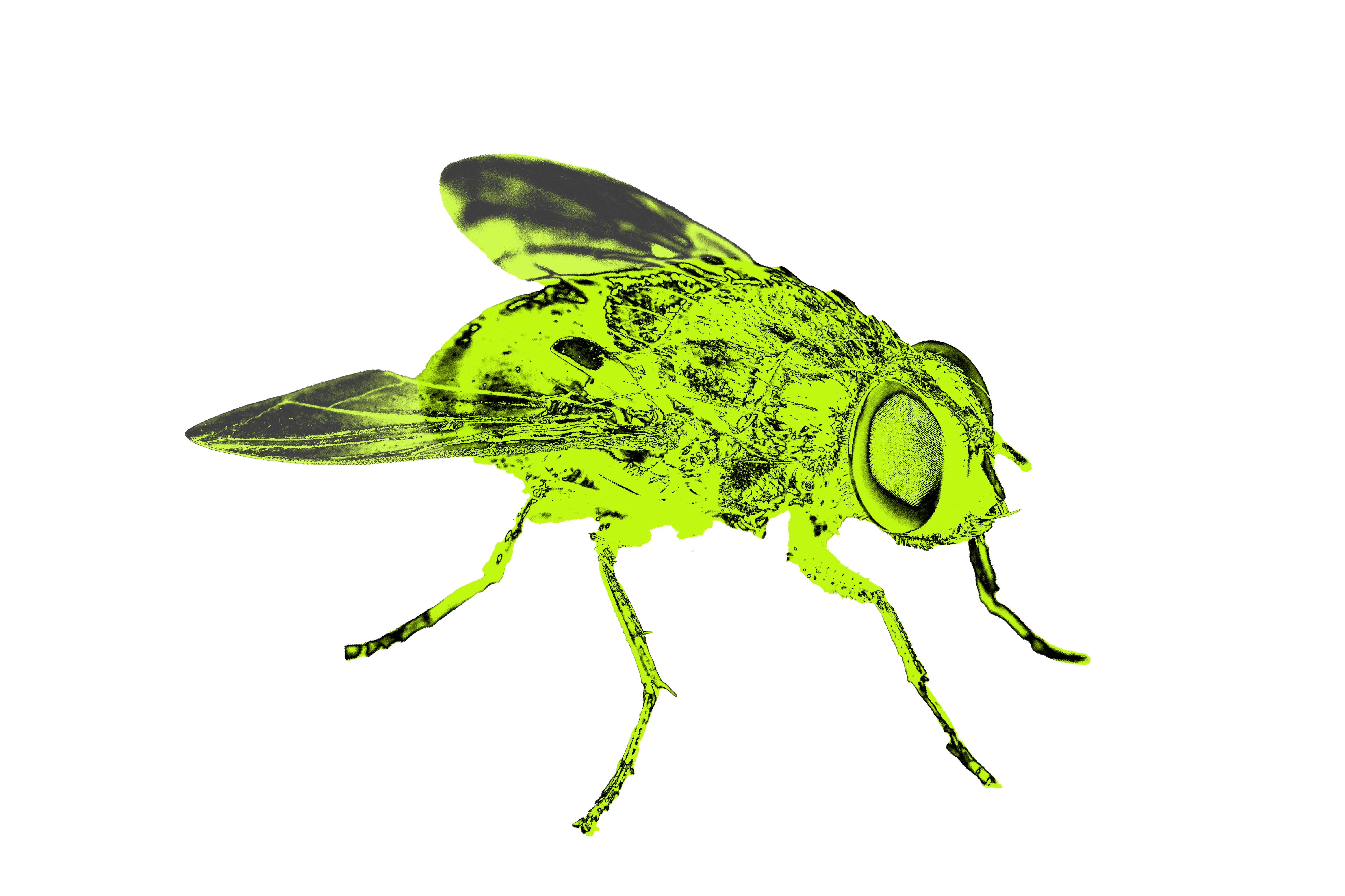 horsefly
